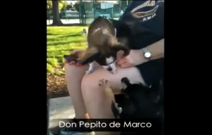 Don Pepito de Marco