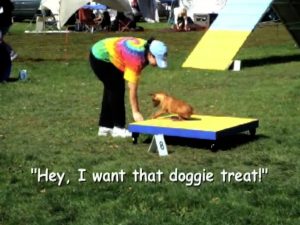 Agility Trials Doggie Treat