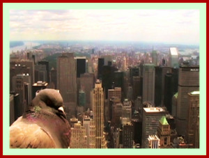 Manhattan Bird's Eye View